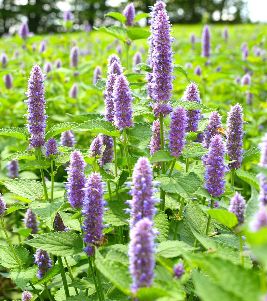 Blue Giant Hyssop